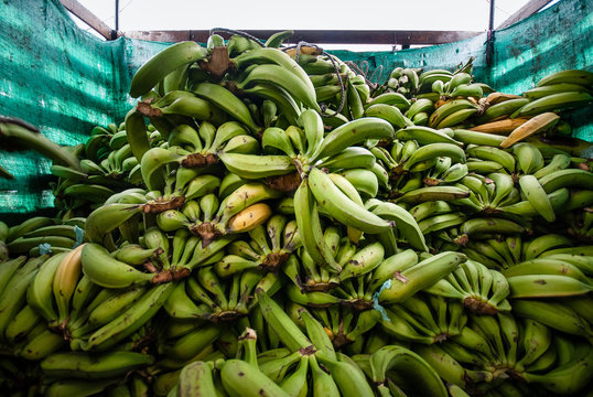 Productos del campo, frijol, maiz, alberja, papa, fresas, uchuba, cebolla de huevo, blanquillo, granos, pi&ntilde;a, tomate, papaya, platano, guayaba, productos de COlombia y Antioquia