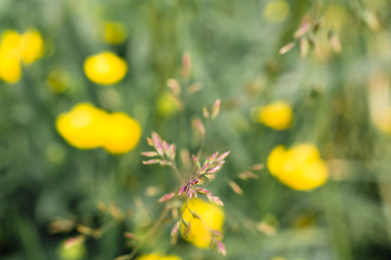 Meadow flowers