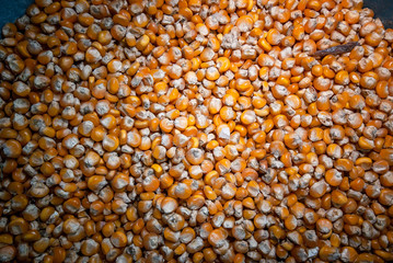 Productos del campo, frijol, maiz, alberja, papa, fresas, uchuba, cebolla de huevo, blanquillo, granos, piña, tomate, papaya, platano, guayaba, productos de COlombia y Antioquia