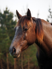 View of one brown horse in a green field