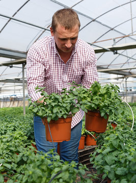 Worker who taking care of Melissa plants