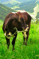 Cow on a meadow