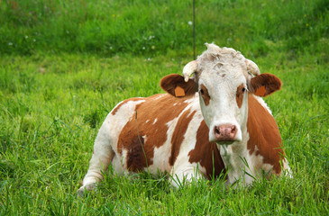 Naklejka na ściany i meble View of a cow in a green field