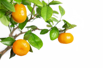 Tangerines on a branch, white isolated background. Copy space. Citrus fruits growing on a tree.