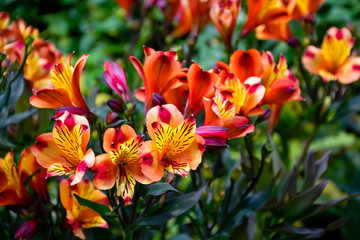 Many small orange lily flowers