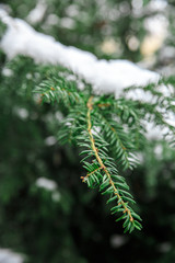 Naklejka na ściany i meble A sprig of spruce outdoors covered with snow