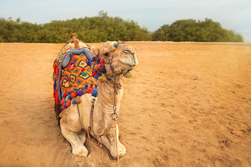Camel with a bright decoration on the head and hump. So dress up traditionally zhyotnogo un for...