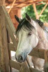 Muzzle of a gray-brown horse in the stall on a sunny day. Pet.