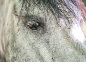 Eye of a horse close-up. Pet.