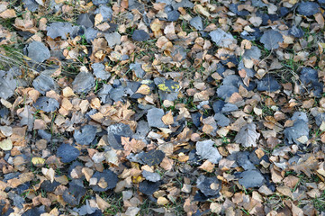 Outdoor. Colorful backround image of fallen autumn leaves perfect for seasonal use. Space for text.