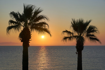 Fototapeta na wymiar Palm trees at sunrise on the coast of the island of Zakynthos in Greece.