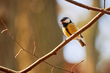Great tit ( Parus major ) Sitting on a Branch	
