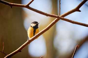 Great tit ( Parus major ) Sitting on a Branch	