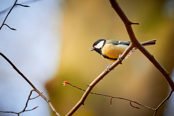 Great tit ( Parus major ) Sitting on a Branch	