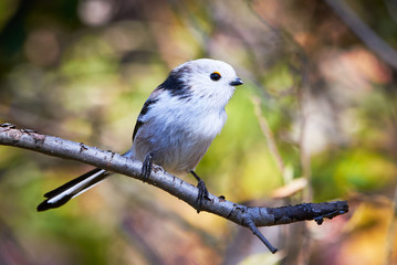 Long-tailed Tit (Aegithalos caudatus) Sitting on a branch	