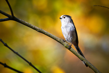Long-tailed Tit (Aegithalos caudatus) Sitting on a branch	