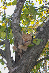 angry cat on the tree