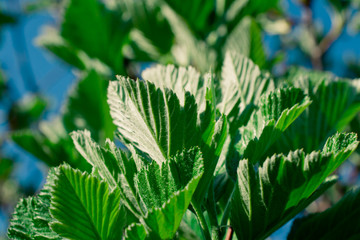 Foliage