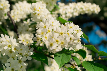 Blooming bird cherry branches