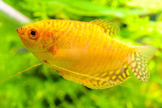 Gold Gourami Trichogaster trichopterus . Fish tank concept 