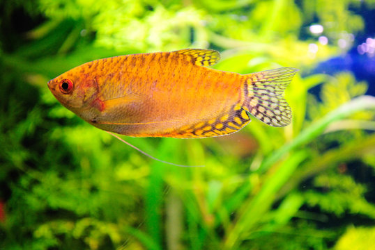 Gold Gourami Trichogaster trichopterus . Fish tank concept