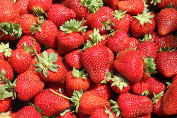 strawberry harvest - 308123886