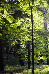 trees in the forest