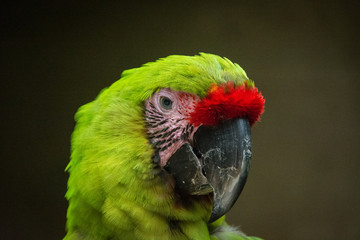 Parrot - Honduras