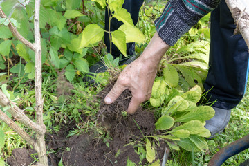 Naklejka na ściany i meble A causasian man planting a tree in garden, he takes soil by his hands and loosen the ground
