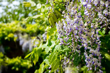 Violet Wisteria flowers in bloom