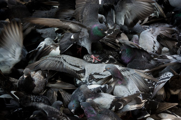 Pigeons in the square - San Jose, Costa Rica
