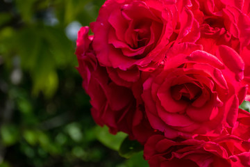 Many red rose flowers on green background