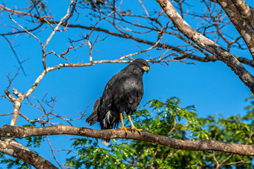 Black Hawk On Branch