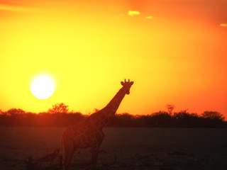 giraffe in front of the sun during beautiful sunset