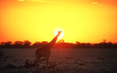 giraffe in front of the sun during beautiful sunset