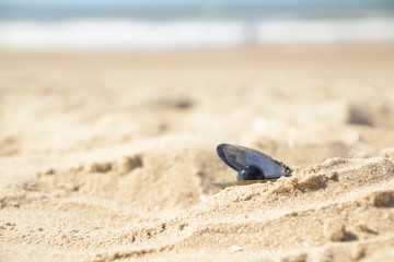A seashell on the beach and Pearl inside