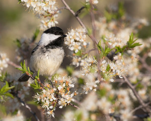 black capped chickadee perched among white blossems