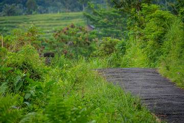 lonely road Bali