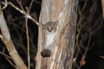 Grey Mouth lemurs in Kirindy Reserve, Madagascar
