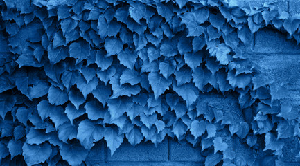 Blue leaves textured background. Color of the year concept. Color of 2020 year - classic blue. Texture from plants. Greenery background toned in blue