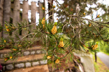Pine tree cones in the forest, near the ancient building in the village of Encamp in Andorra