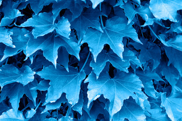 Relief texture of climbing leaves. Trendy color of the year 2020.
