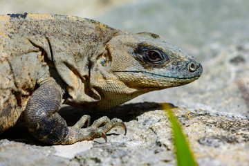 Black spiny-tailed Iquana (Ctenosaura similis)  female sunning on a rock