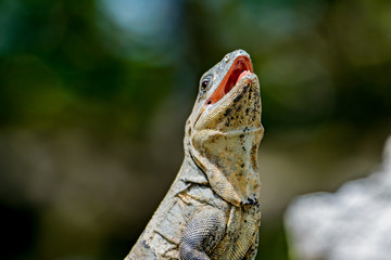 Black spiny-tailed Iquana (Ctenosaura similis)  female sunning on a rock