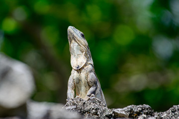 Black spiny-tailed Iquana (Ctenosaura similis)  female sunning on a rock