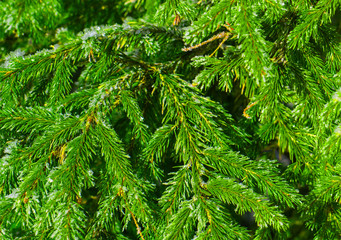 Green spruce branches covered with snowflakes.