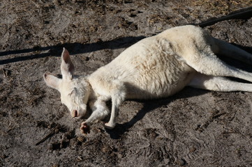 Obraz premium カンガルー