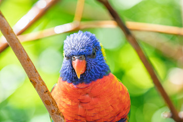 Close up of a Lorikeet perched on a branch