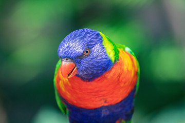 Close up of a Lorikeet perched on a branch