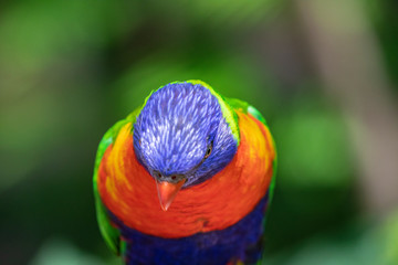 Close up of a Lorikeet perched on a branch